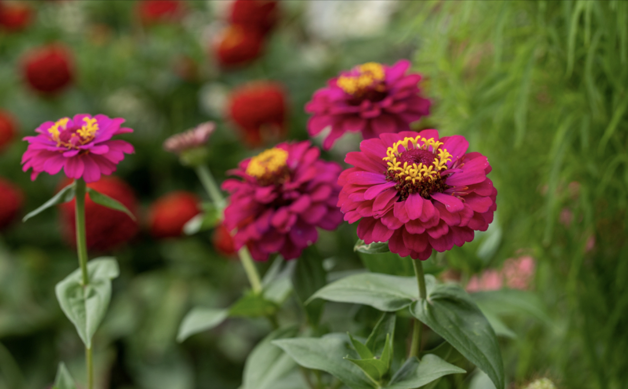 Zinnias