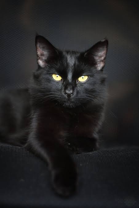 Valentine -The Black Feline