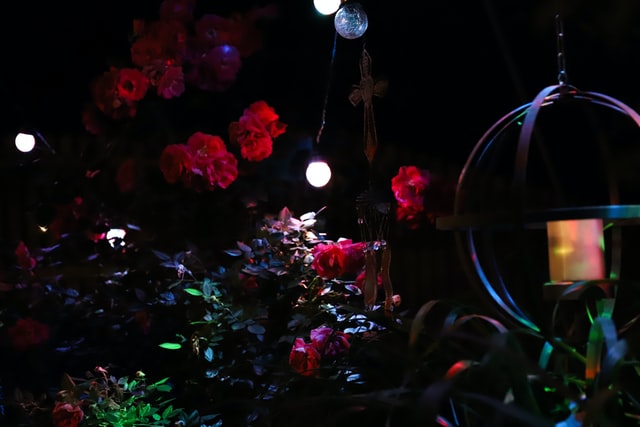 The Night Garden